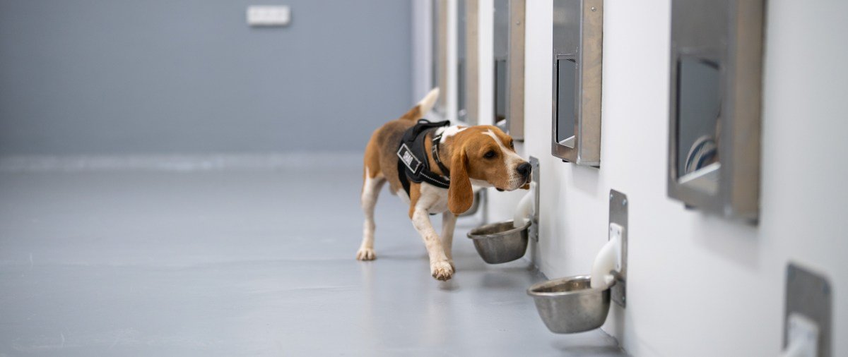 SpotitEarly: The Startup Combining Dogs and AI to Detect Common Cancers, Showcasing at Disrupt - Tech Digital Minds