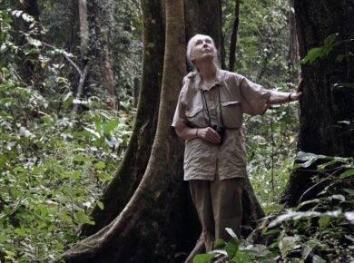 AWS Leverages AI to Digitize 60 Years of Jane Goodall's Primate Research - Tech Digital Minds